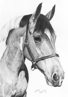 coloured horse
